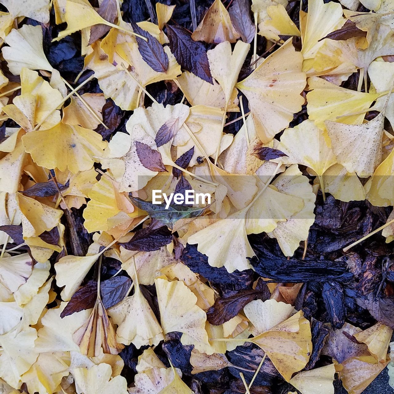 FULL FRAME SHOT OF AUTUMN LEAF