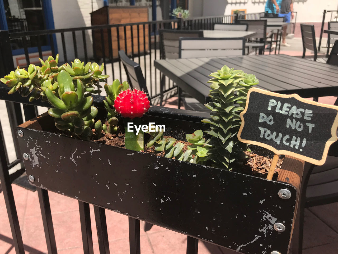 CLOSE-UP OF POTTED PLANT WITH TEXT ON WOOD