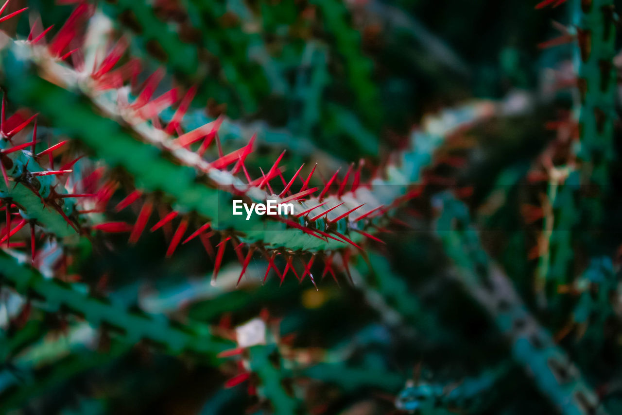 Close-up of plant with thorns