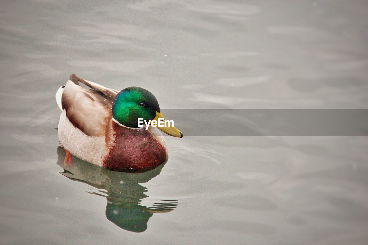 BIRD SWIMMING IN LAKE