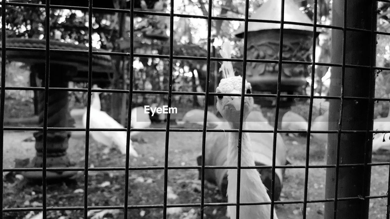 CLOSE-UP OF PIGEON IN CAGE
