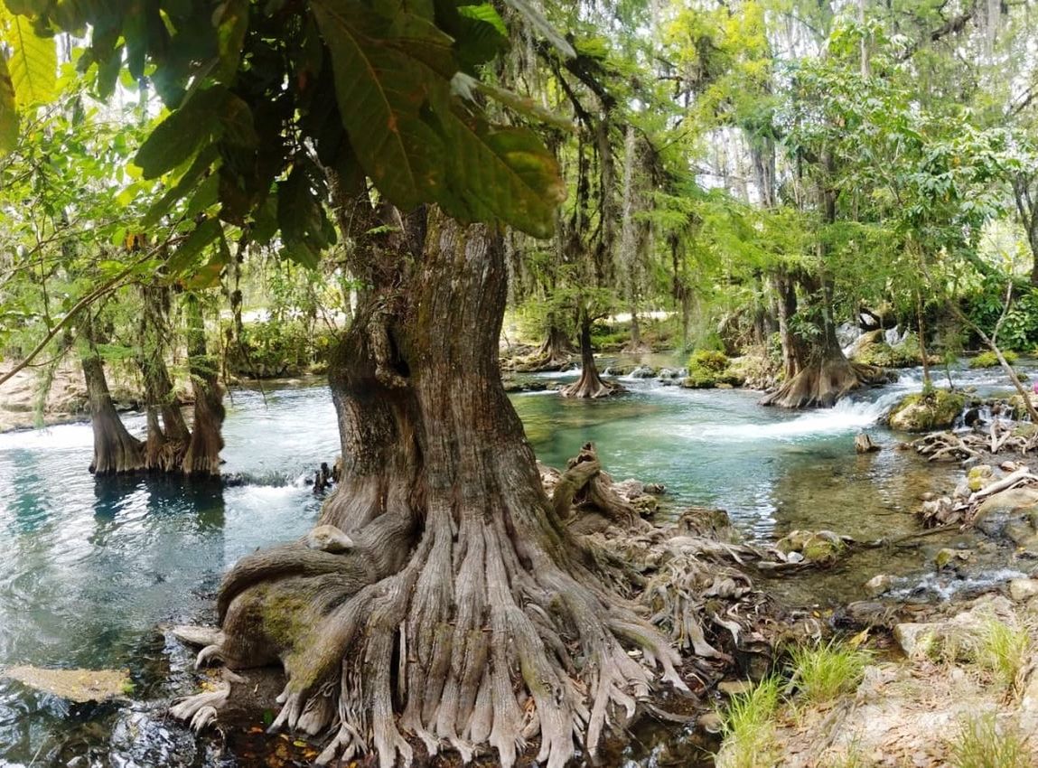 SCENIC VIEW OF FOREST