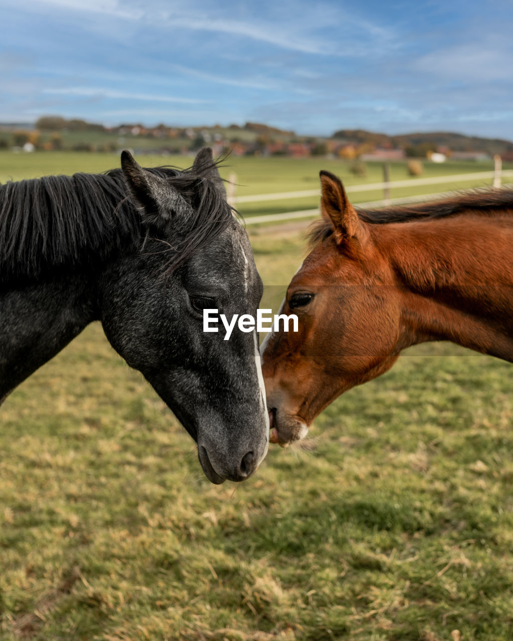 Horses in the field