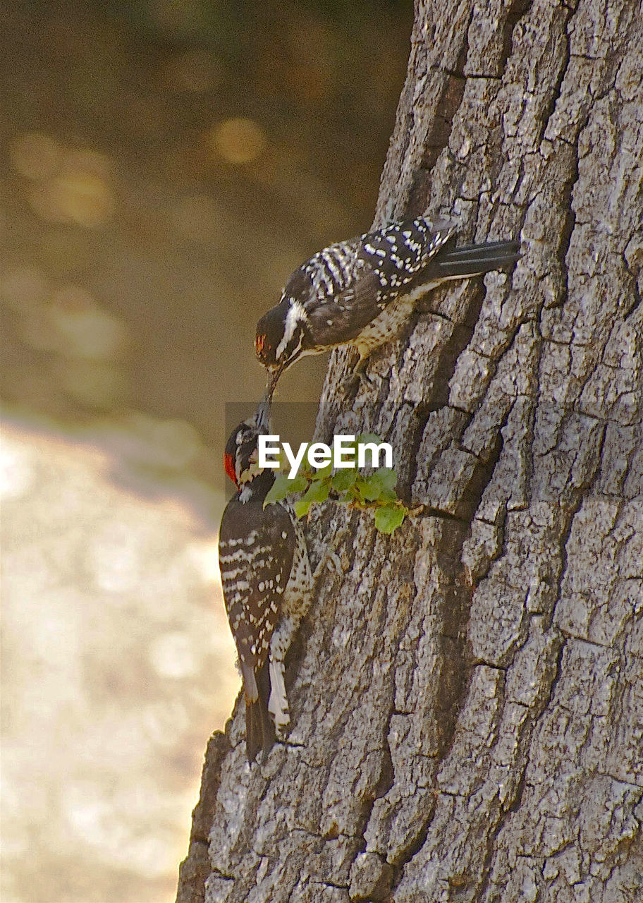 Close-up of birds perching on tree