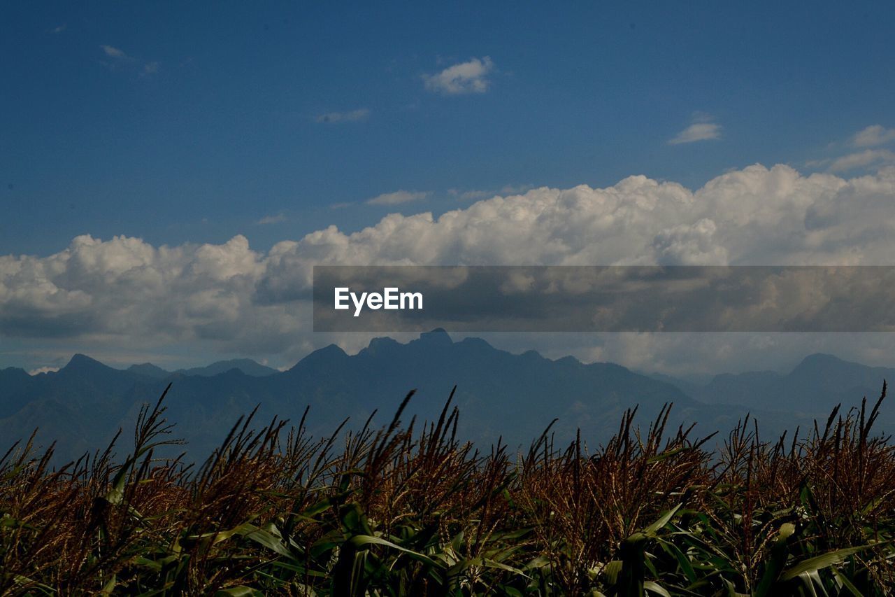 SCENIC VIEW OF TREE MOUNTAIN AGAINST SKY