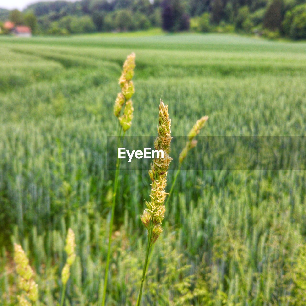 CLOSE-UP OF CROP GROWING IN FIELD