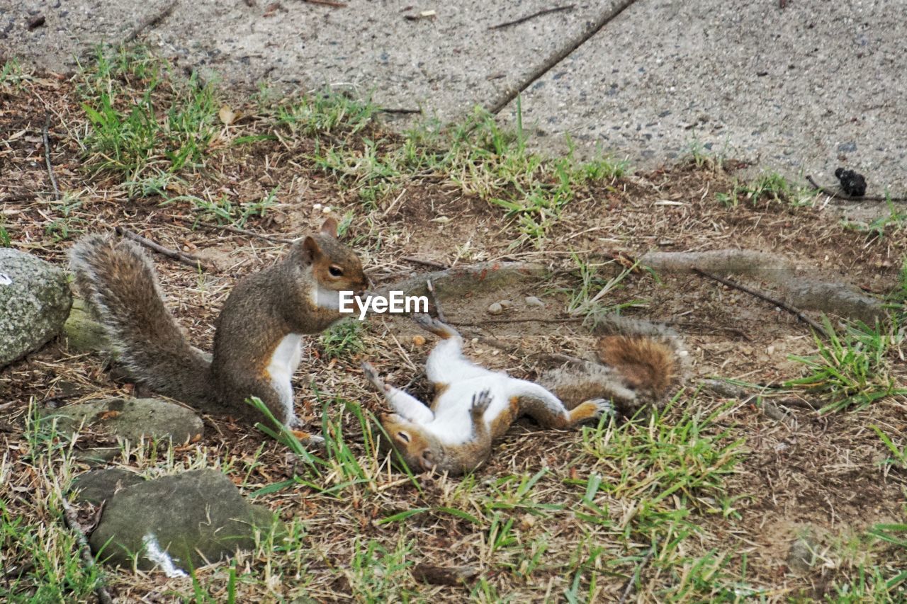 Squirrels on field