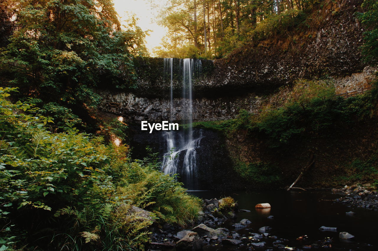 Stream flowing through forest