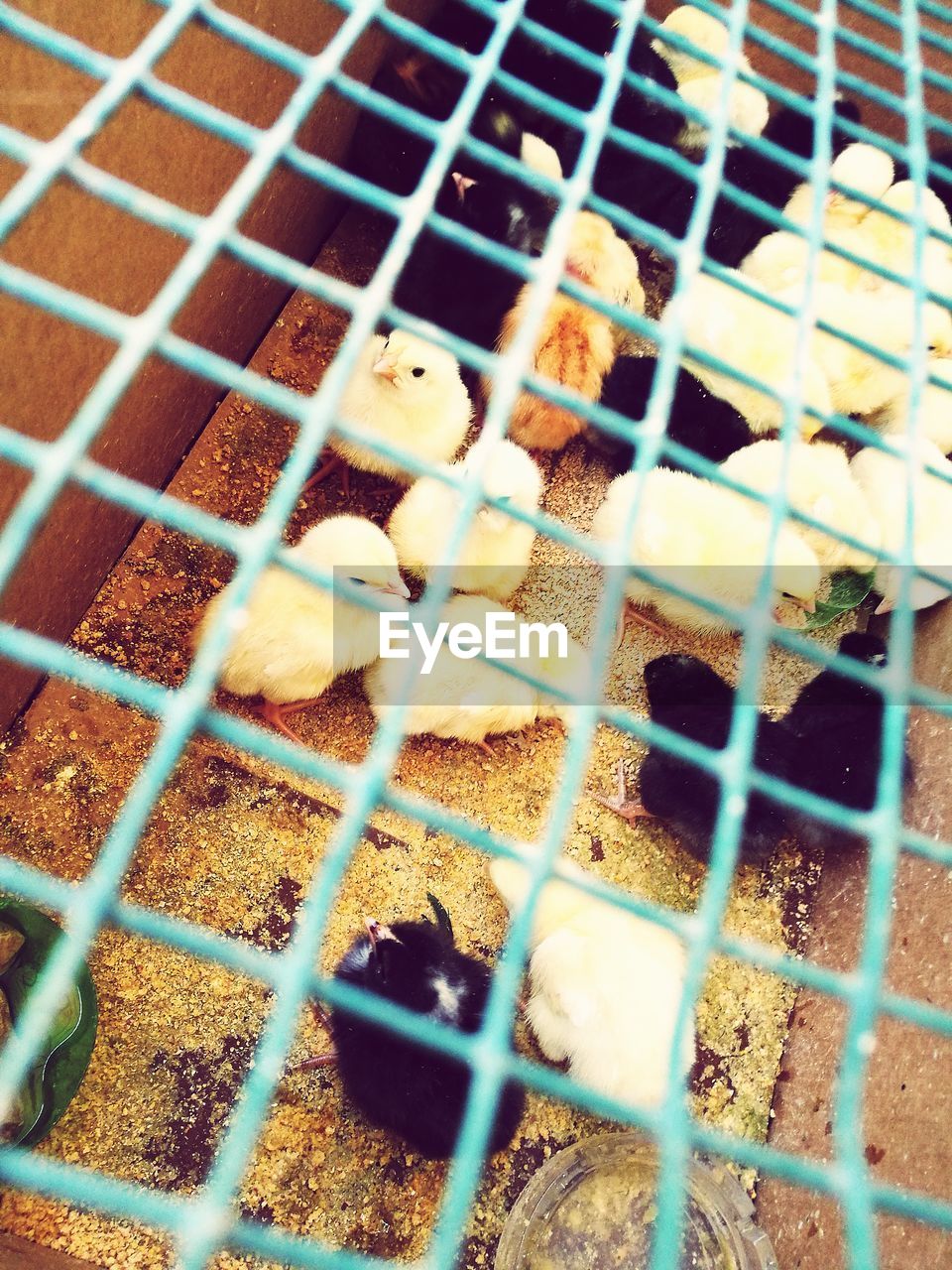 CLOSE-UP OF A BIRD IN CAGE