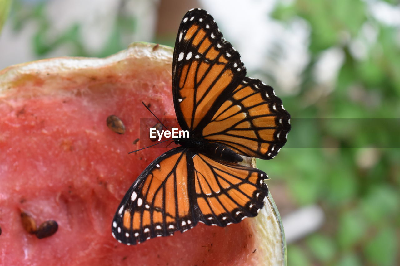 CLOSE-UP OF BUTTERFLY ON A ORANGE LEAF