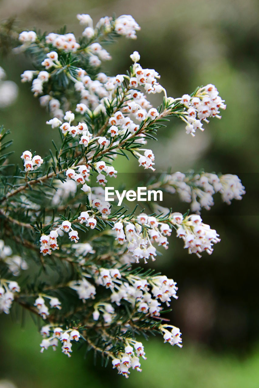 Close-up of heather blossom