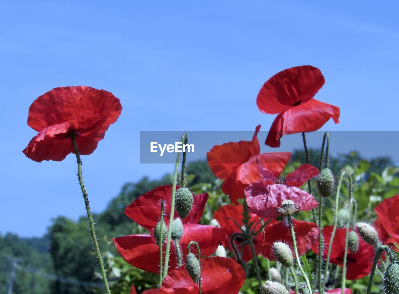 CLOSE-UP OF RED POPPY FLOWER AGAINST SKY