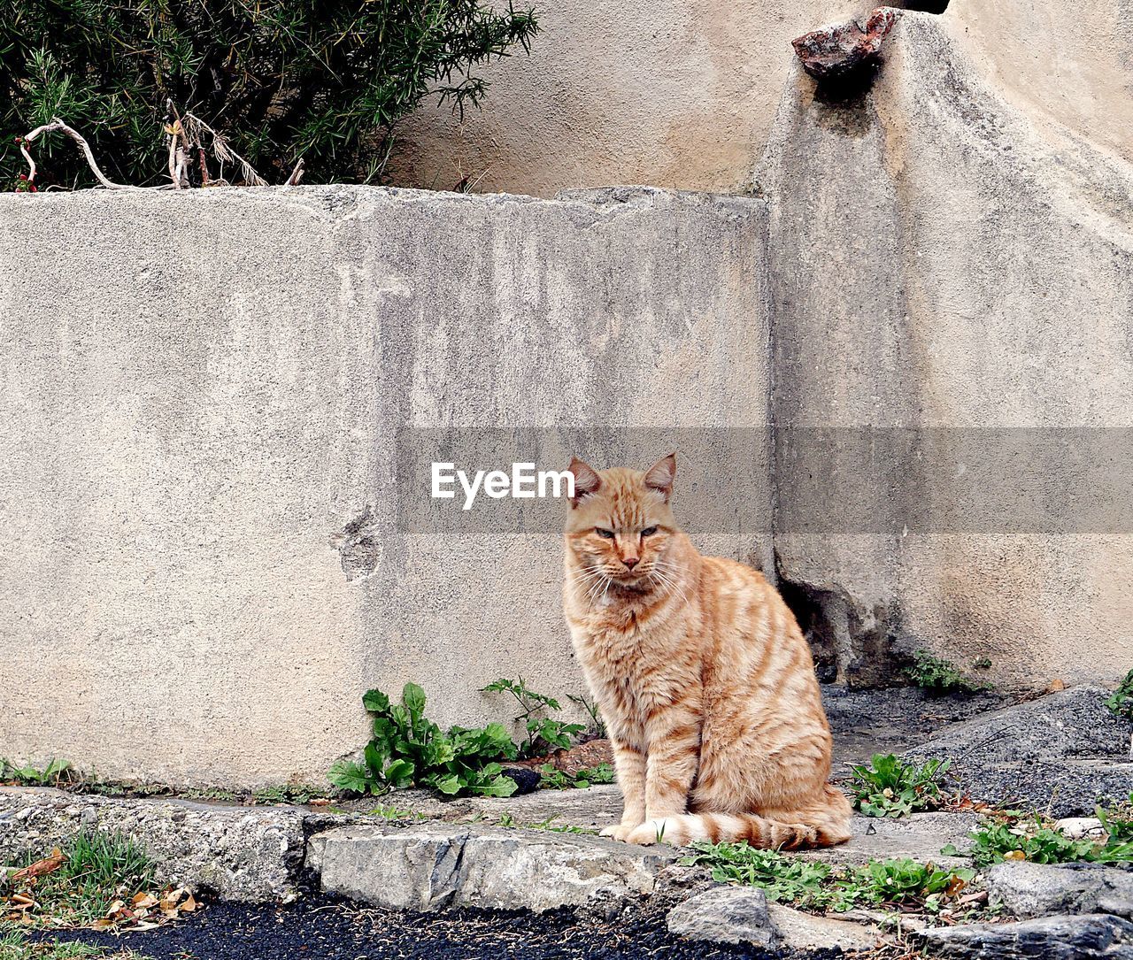 CAT SITTING IN A WALL