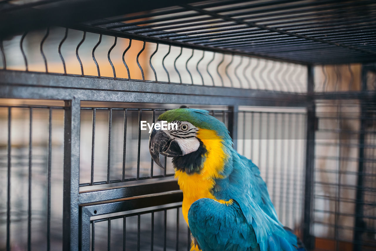 CLOSE-UP OF BIRD IN CAGE