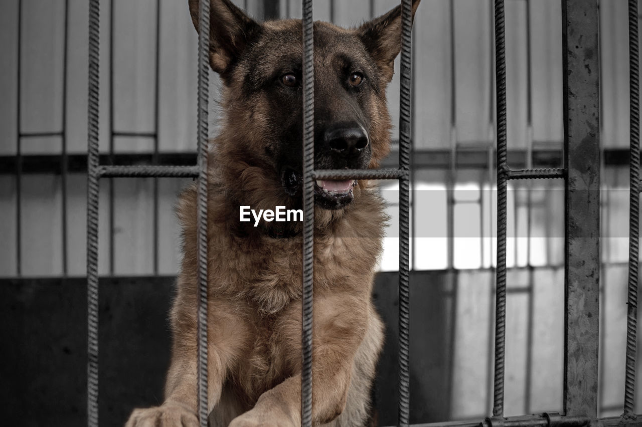 Dog in animal shelter waiting for adoption. portrait of red homeless dog in animal shelter cage.