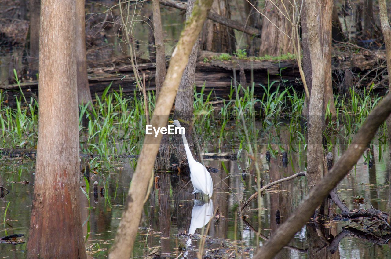 VIEW OF BIRD PERCHING ON BRANCH IN A FOREST