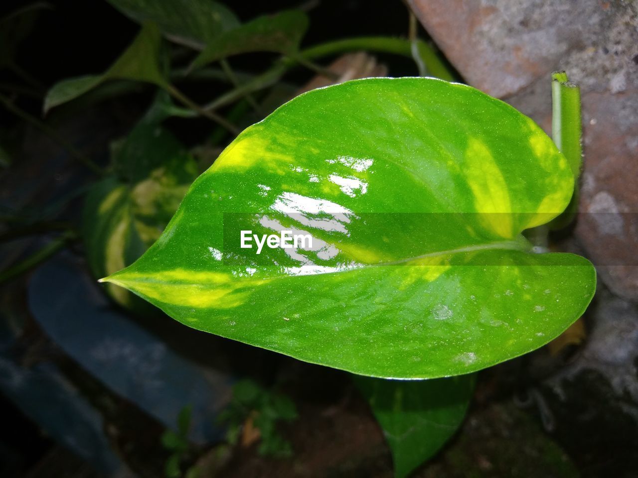 CLOSE-UP OF WET LEAVES