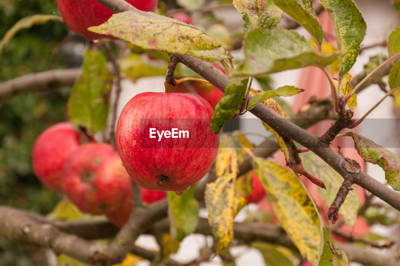 Close-up of apple growing outdoors