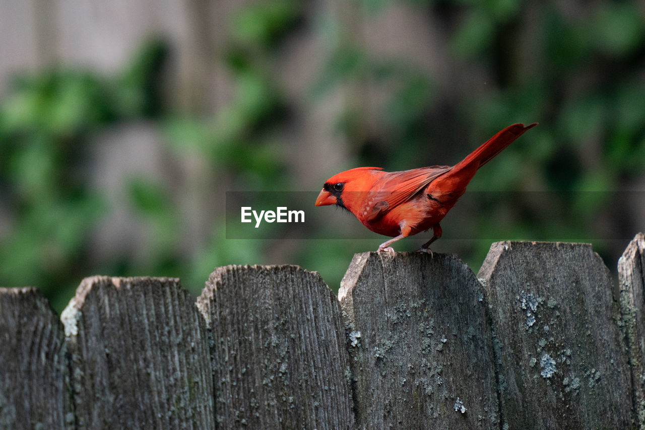 BIRD PERCHING ON WOODEN FENCE