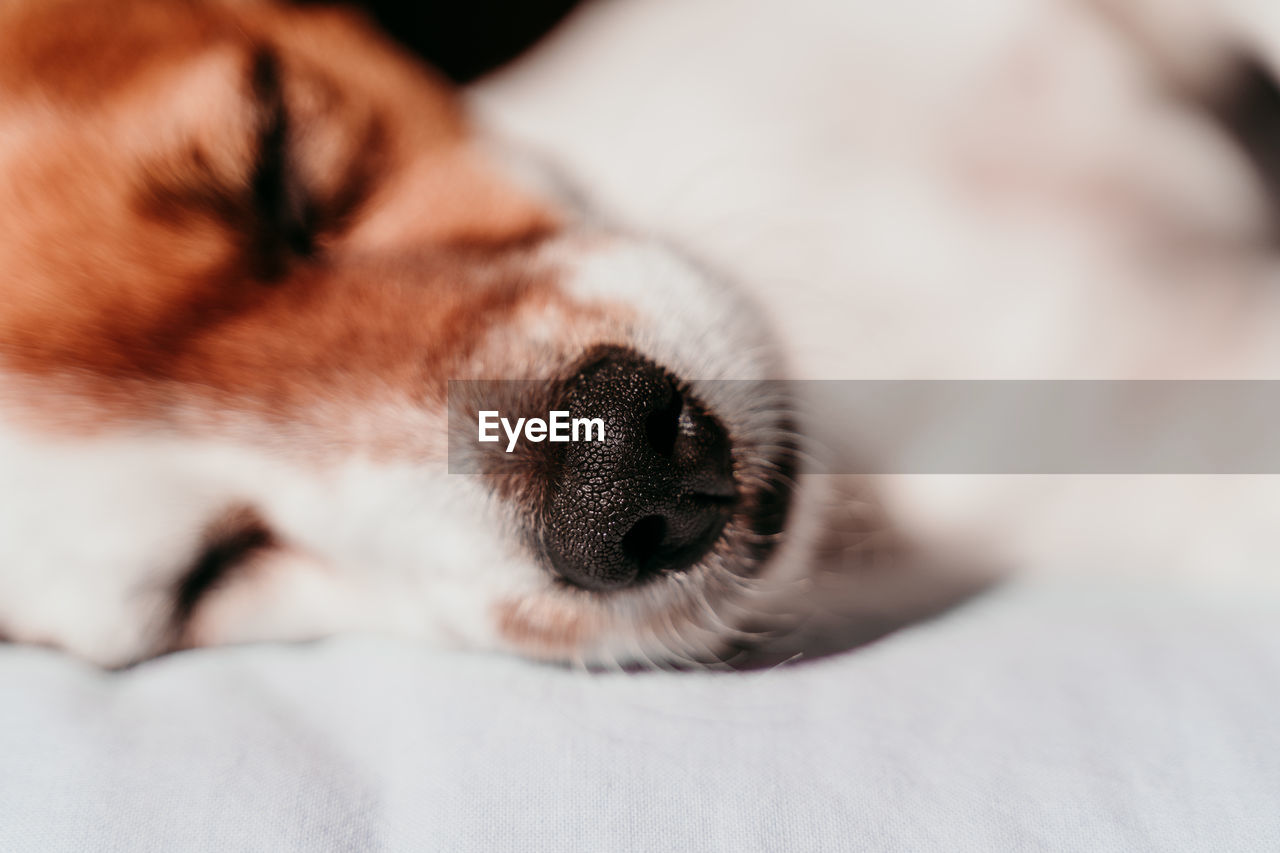 Close-up of dog resting on bed