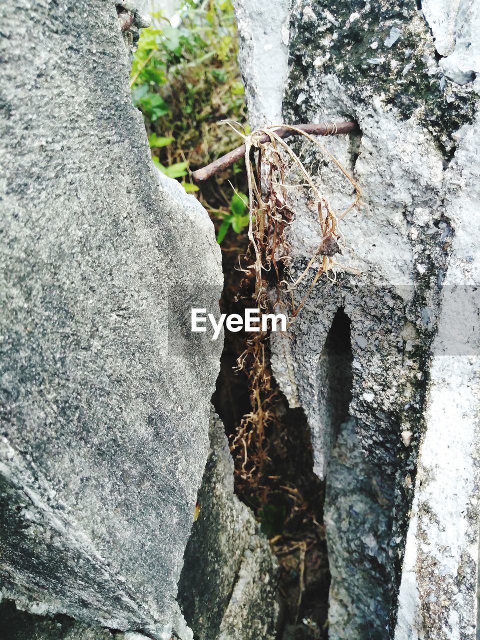 CLOSE-UP OF CRAB ON ROCK