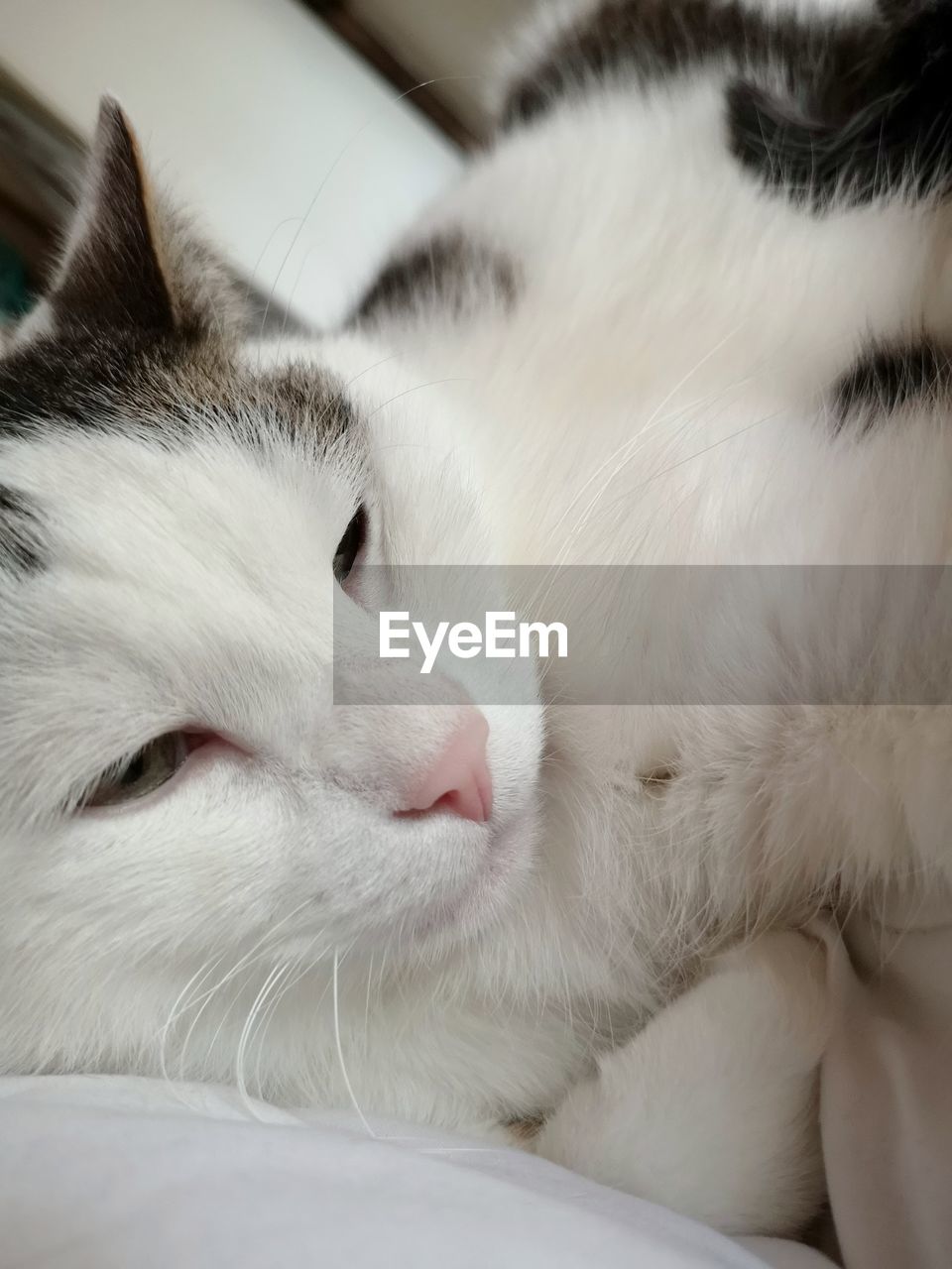 CLOSE-UP OF A SLEEPING CAT