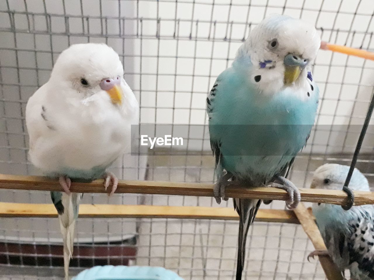 CLOSE-UP OF BIRDS IN CAGE