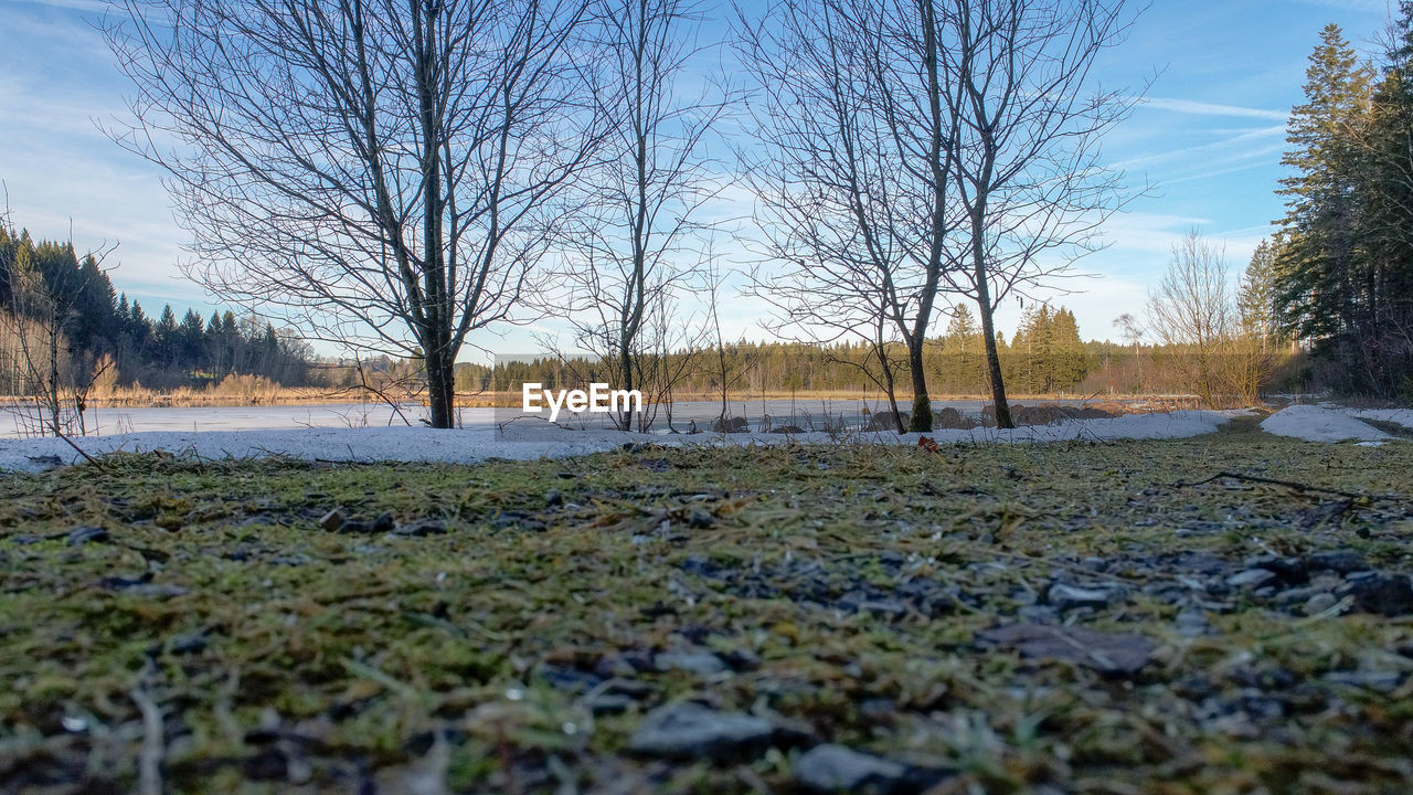 VIEW OF BARE TREES IN WINTER