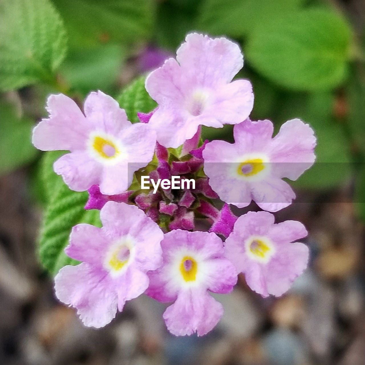 HIGH ANGLE VIEW OF PURPLE FLOWERING PLANTS