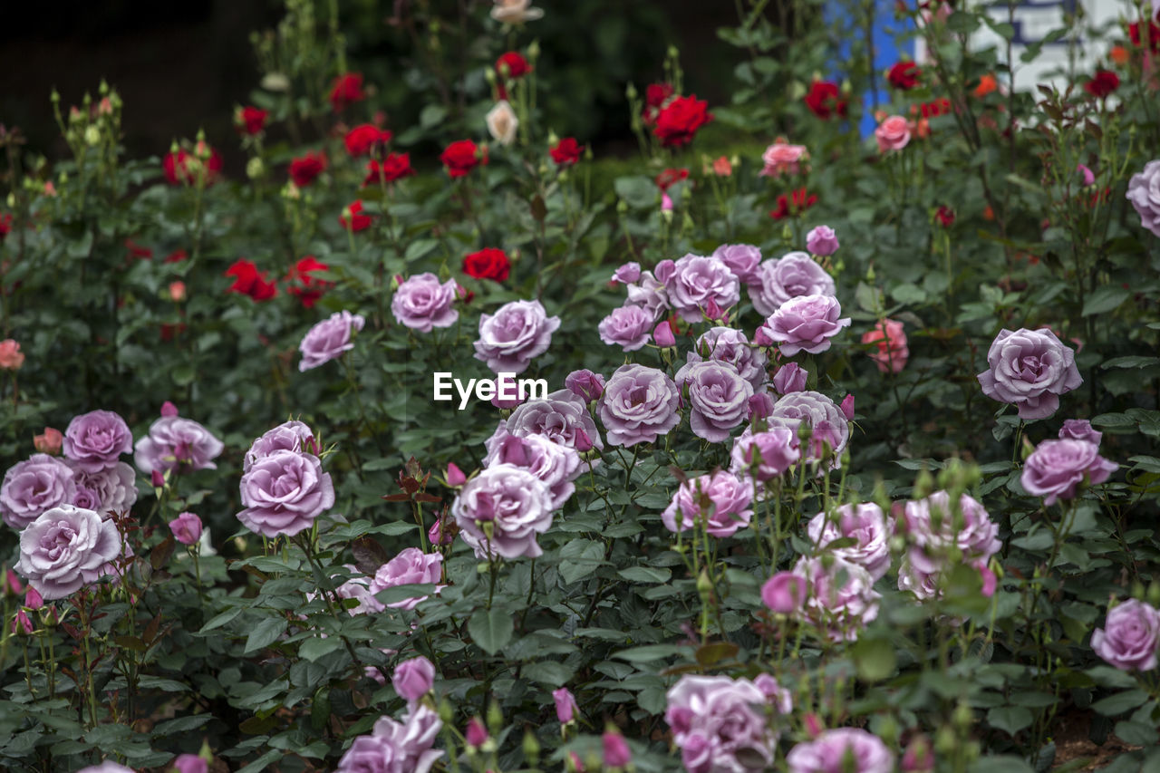 Purple and red roses blooming in park