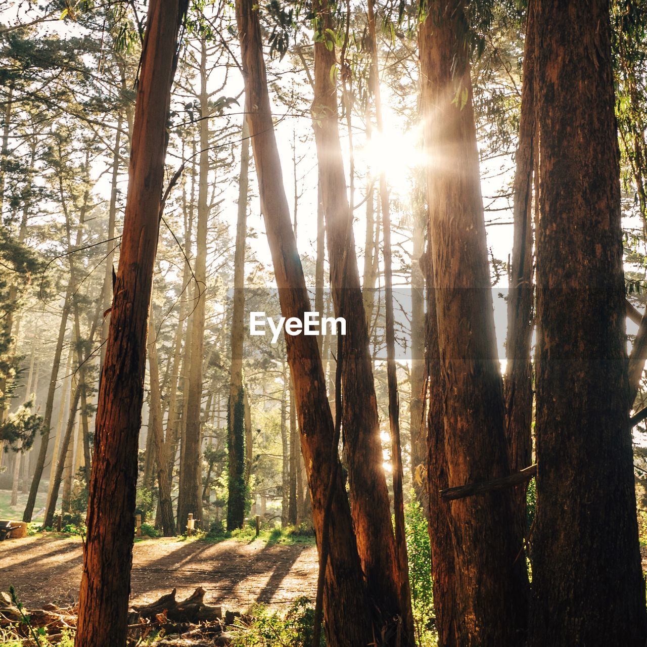 Sunlight through trees