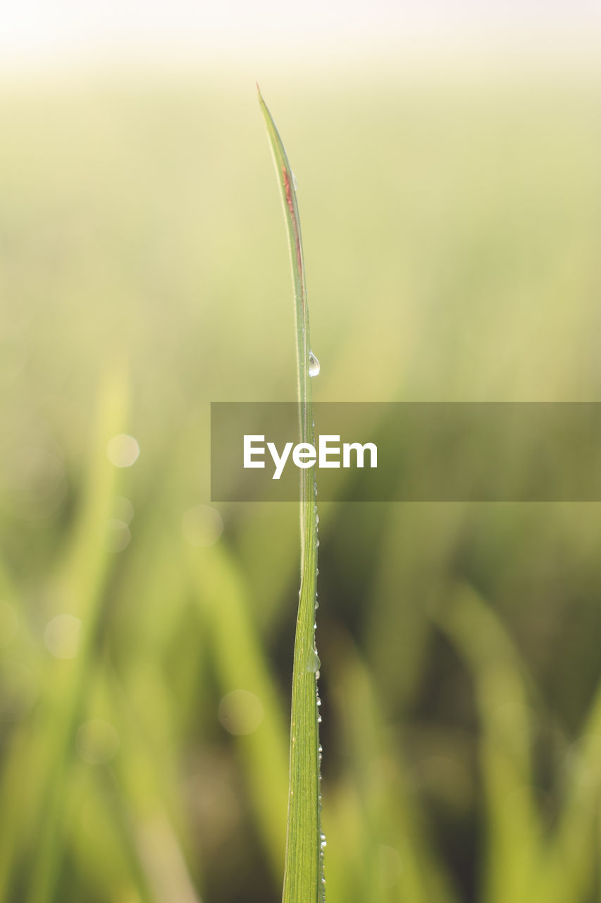 CLOSE-UP OF WATER DROPS ON GRASS