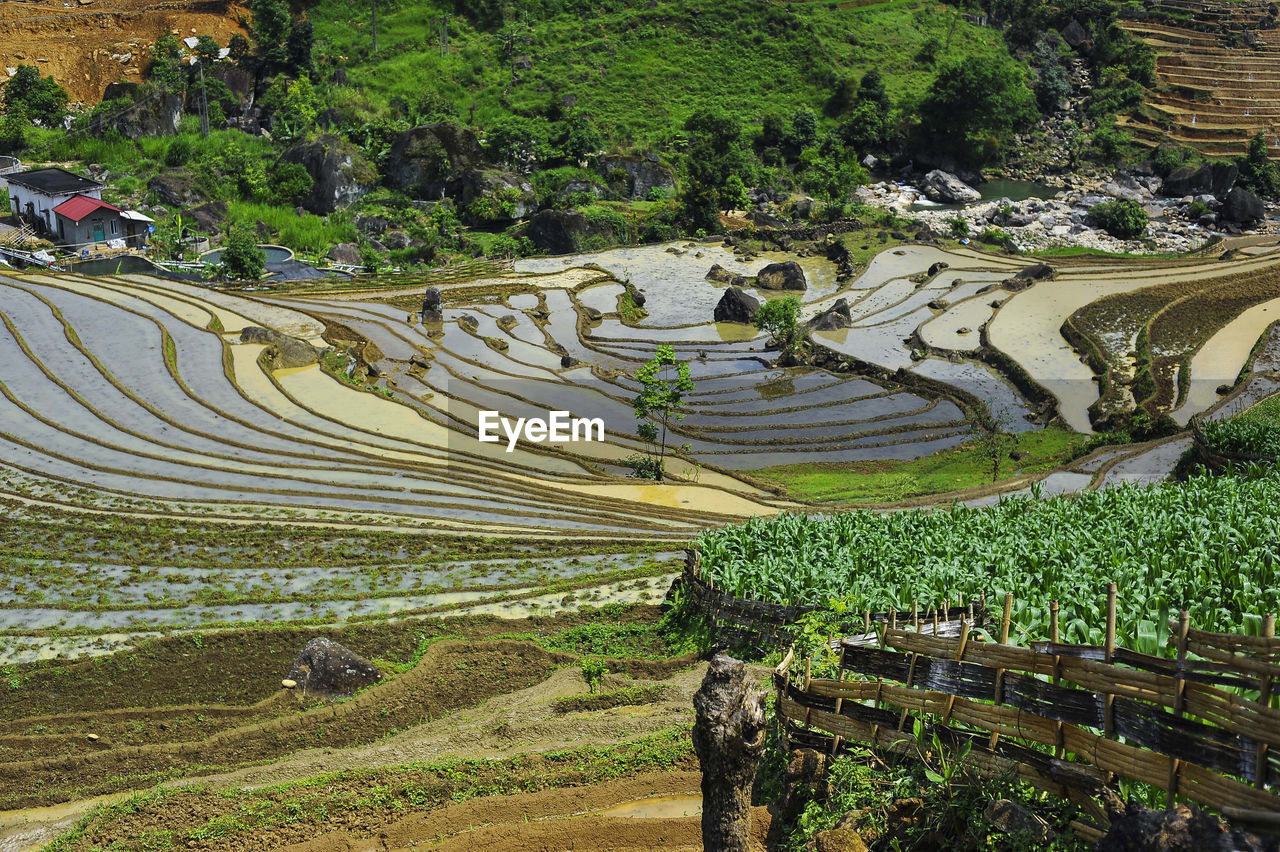 High angle view of rice paddy