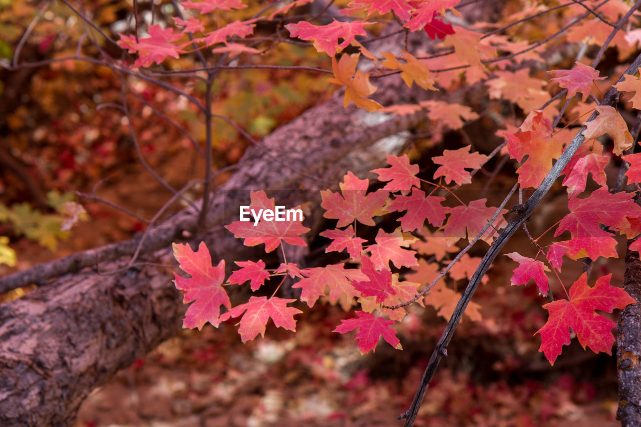 Natural landscape in autumn at zion national park in usa