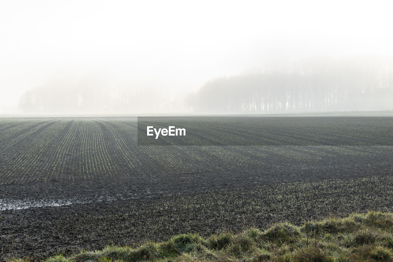 Fog over meadows and fields on the outskirts of bünde in east westphalia