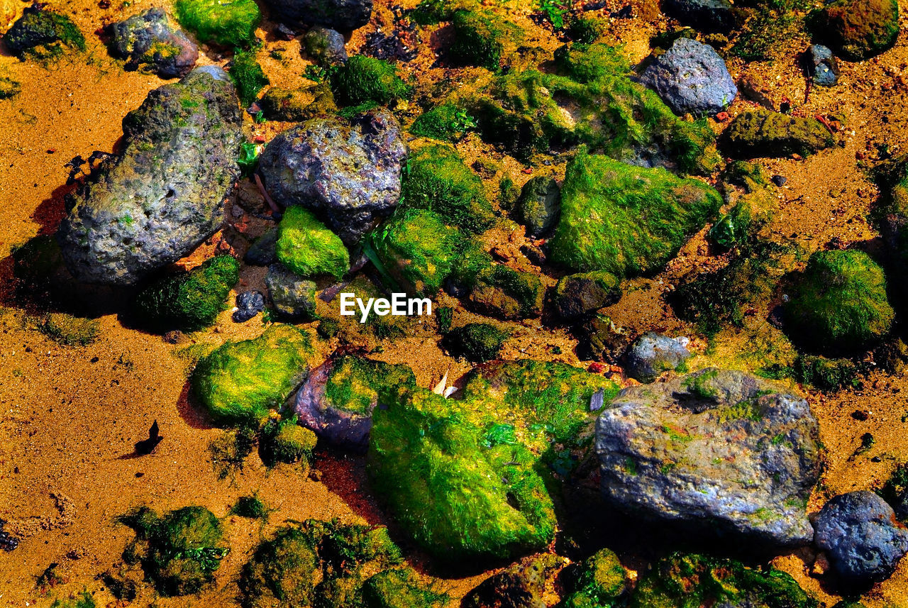 Close-up of algae growing on rock at beach