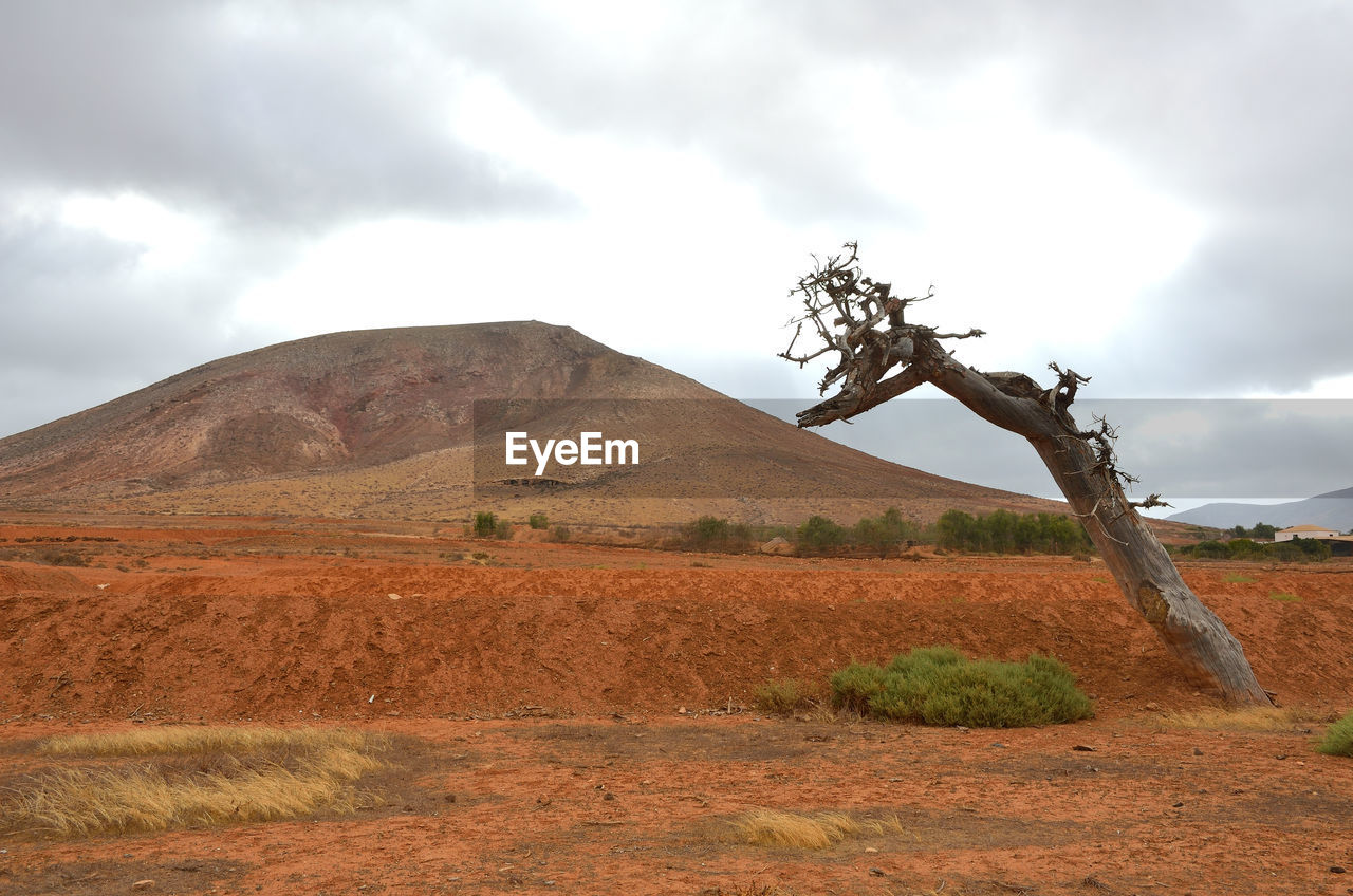 Scenic view of dead tree on arid ground