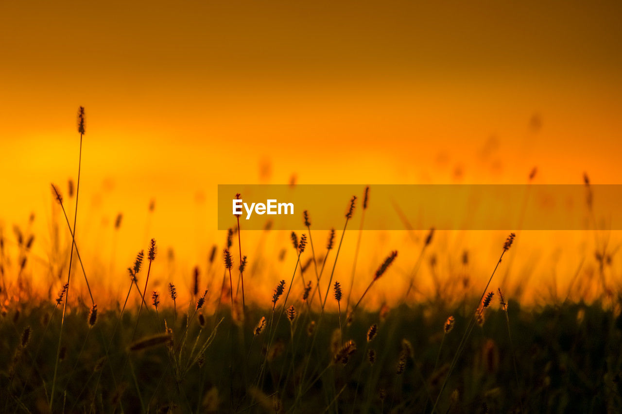 close-up of wheat field against sky during sunset