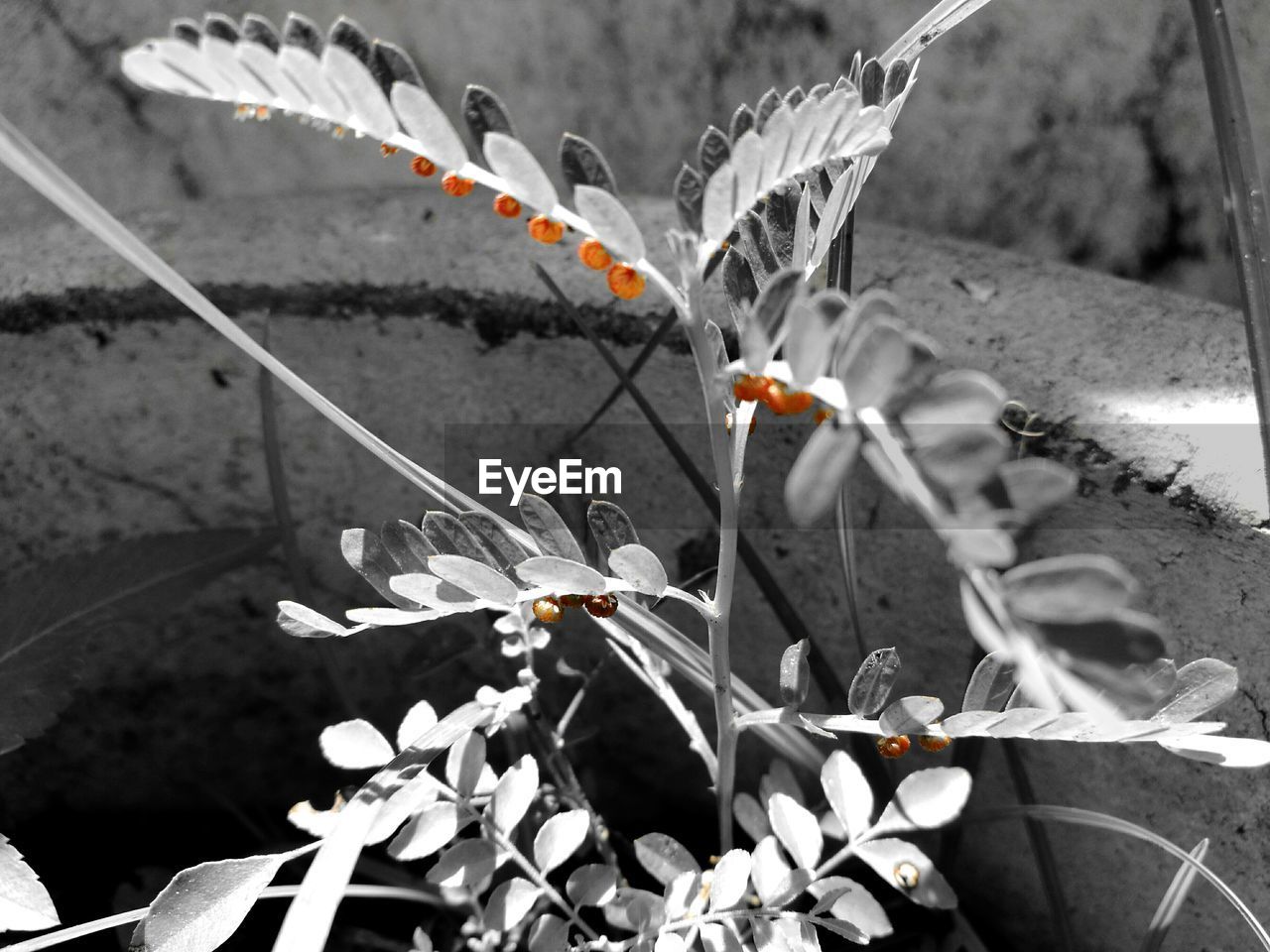 CLOSE-UP OF FLOWERS