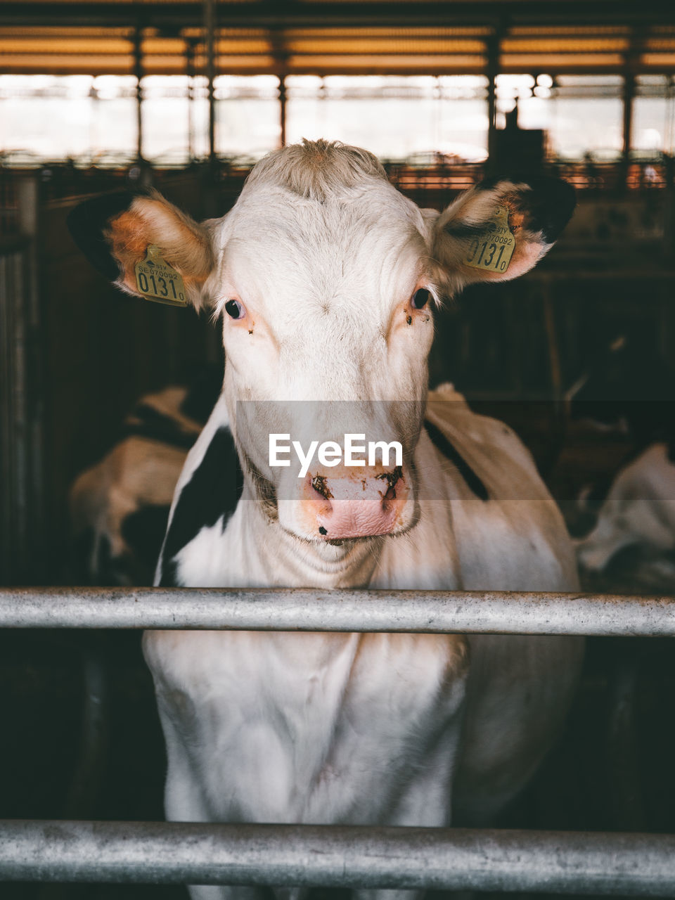 Close-up portrait of cow standing in pen