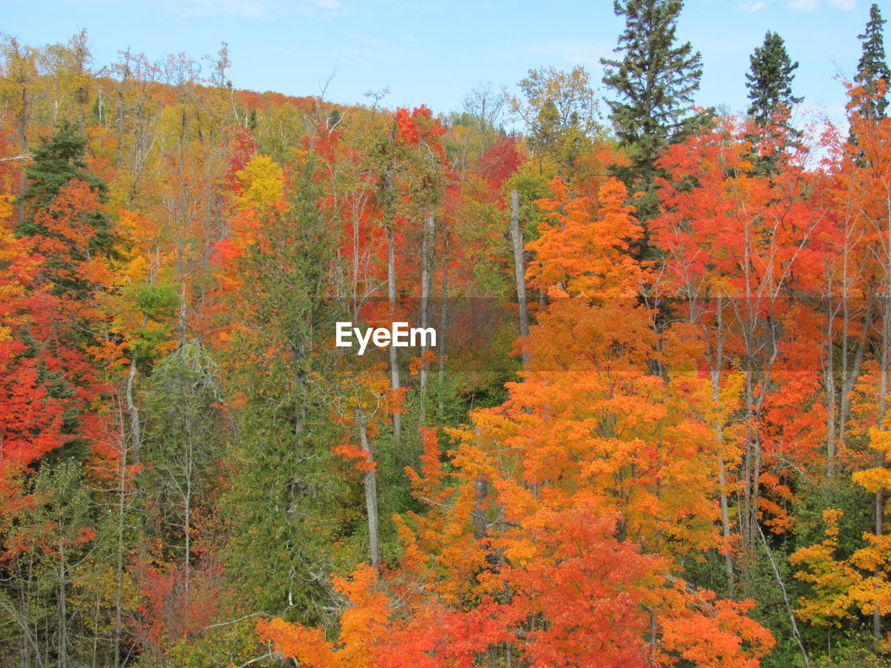 Trees in forest during autumn