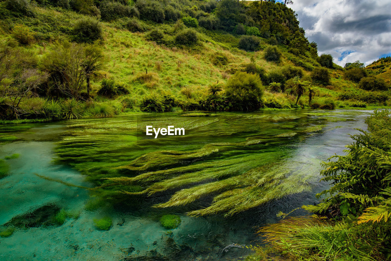 SCENIC VIEW OF RIVER AMIDST TREES IN FOREST