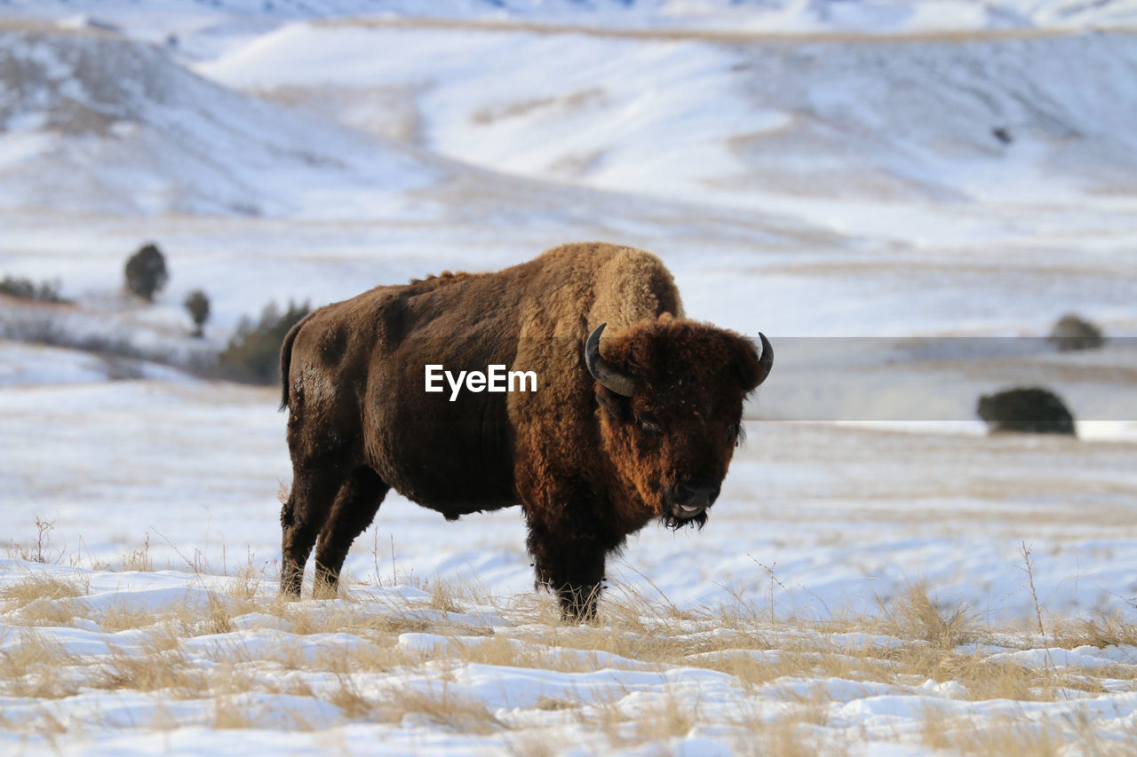 Bison on field during winter