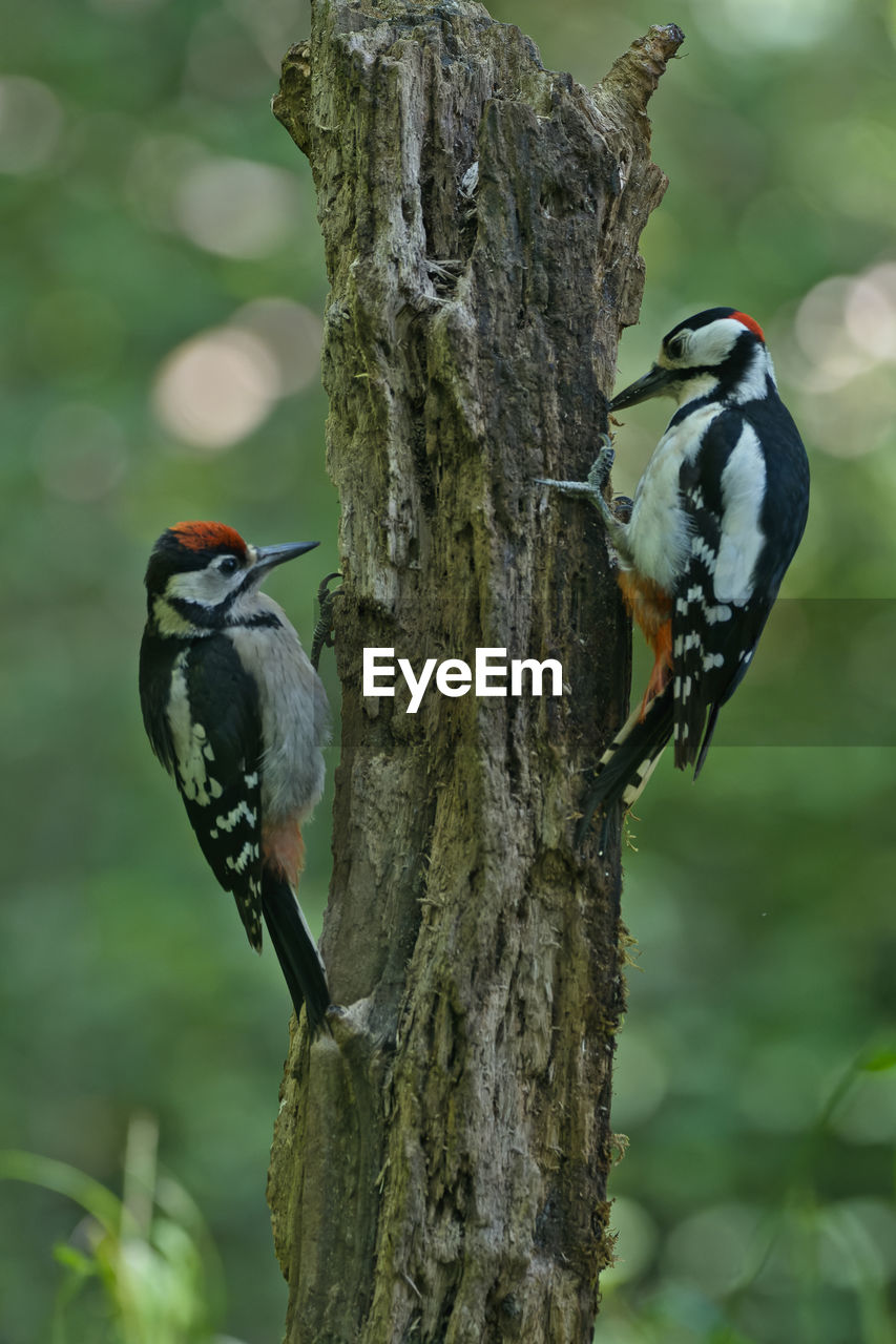 animal wildlife, animal themes, animal, bird, wildlife, woodpecker, tree, tree trunk, perching, trunk, plant, beak, one animal, branch, nature, focus on foreground, no people, outdoors, full length, day, beauty in nature