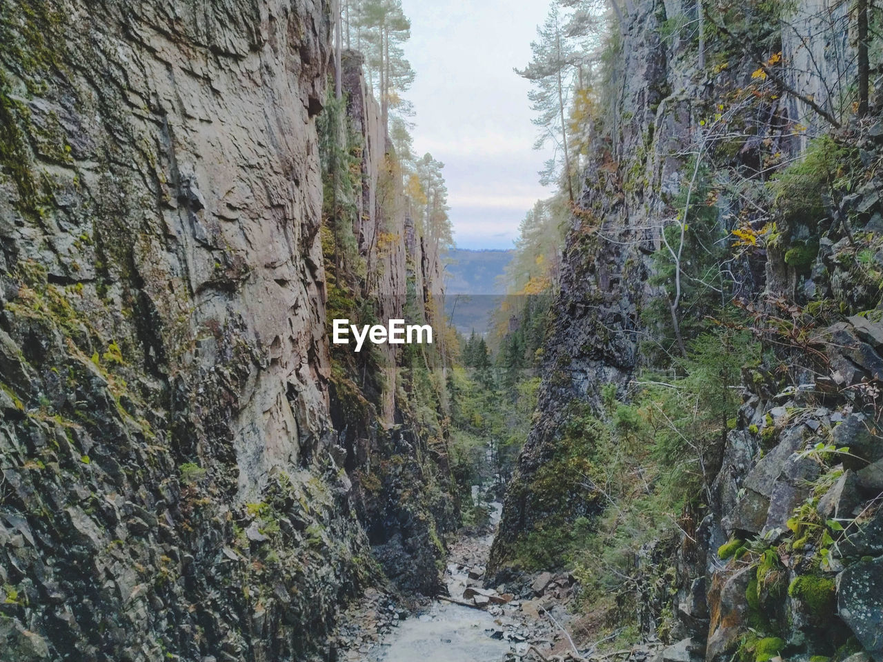 PANORAMIC VIEW OF TREES AND ROCKS