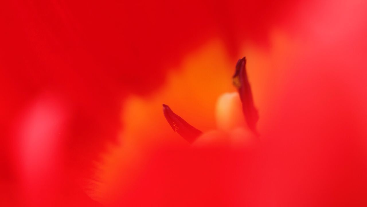 Extreme close-up of red flower