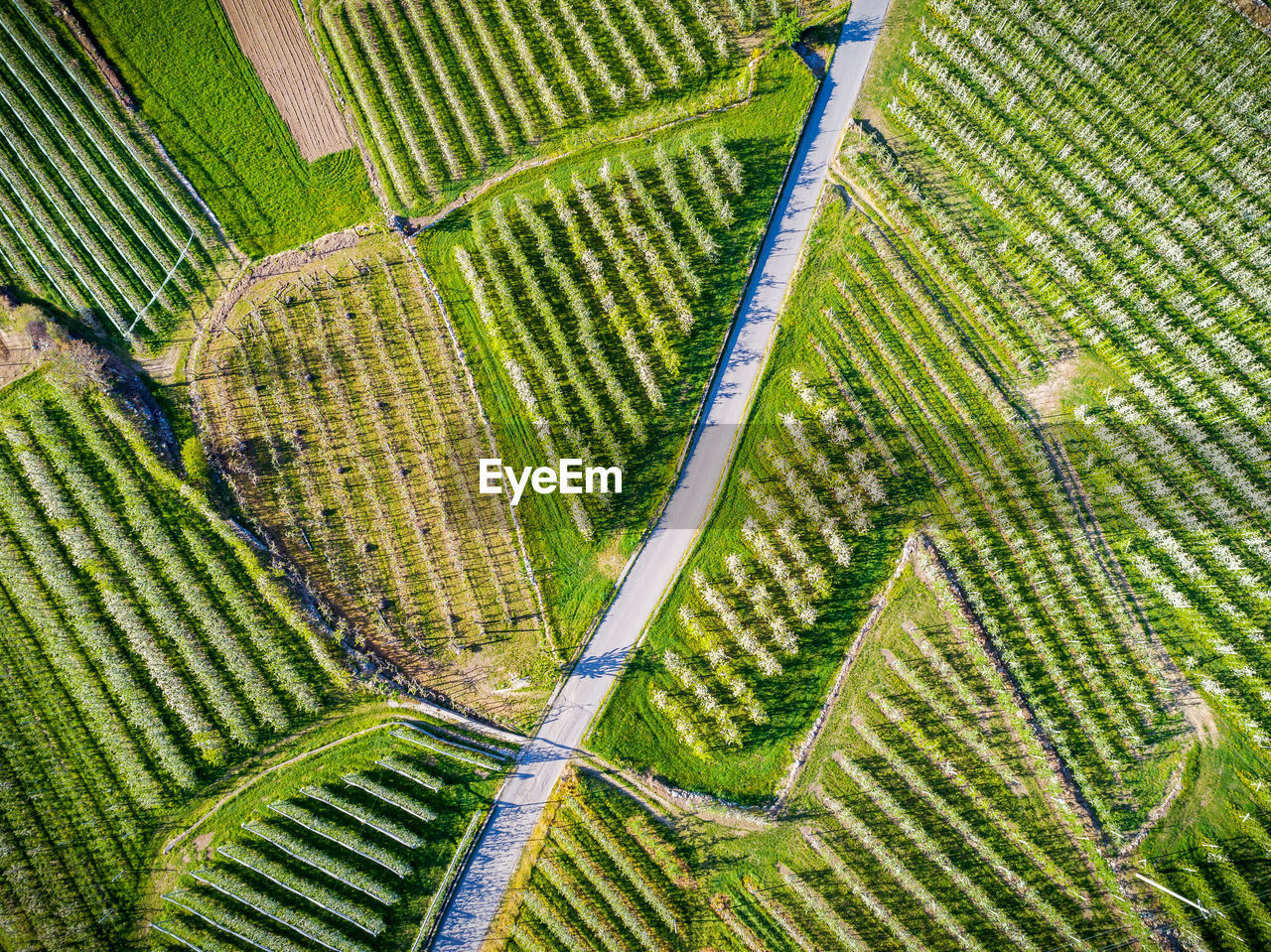 HIGH ANGLE VIEW OF RICE PADDY