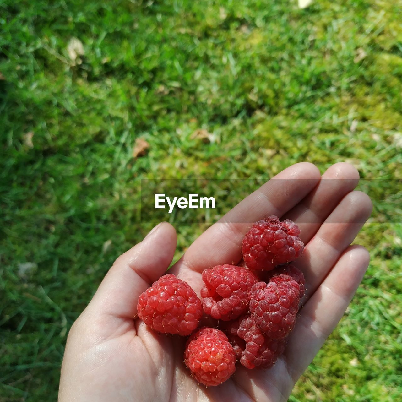 Cropped hand of person holding raspberries
