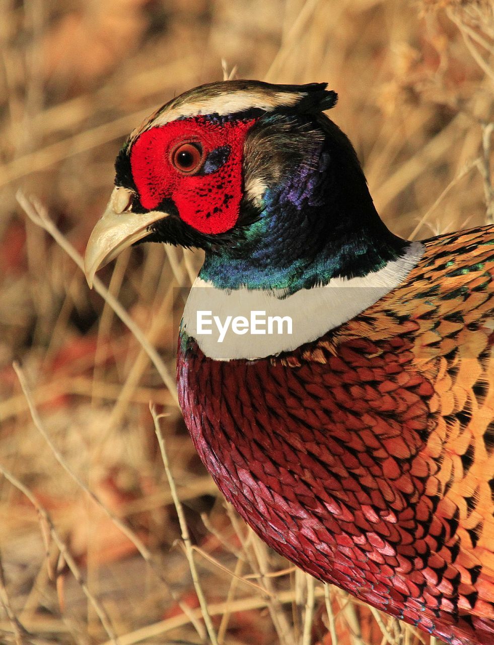 CLOSE-UP OF BIRD PERCHING ON RED