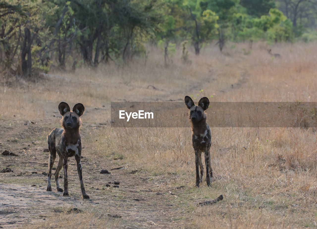 Hyena standing on field in forest